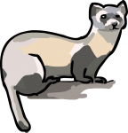 Ferret