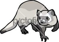 Ferret