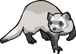 Ferret