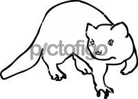 FerretFreehand Image