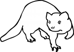 Ferret