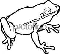 FrogFreehand Image