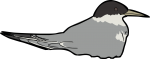 Damara Tern