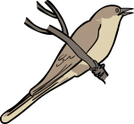 Dark Billed Cuckoo freehand drawings