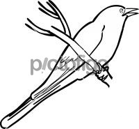 Dark Billed CuckooFreehand Image