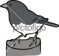 Dark Eyed JuncoFreehand Image