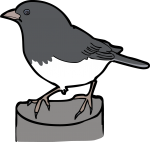 Dark Eyed Junco