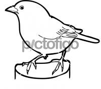 Dark Eyed JuncoFreehand Image