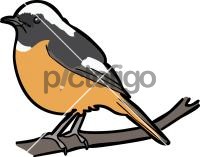 Daurian Redstart