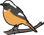 Daurian Redstart