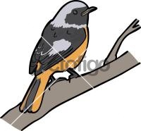 Daurian Redstart