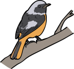 Daurian Redstart freehand drawings