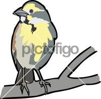 DickcisselFreehand Image