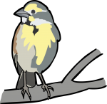 Dickcissel freehand drawings
