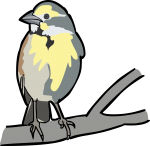 Dickcissel