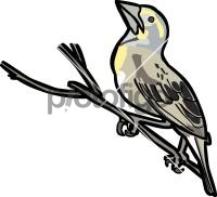 DickcisselFreehand Image