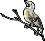 Dickcissel