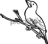 DickcisselFreehand Image