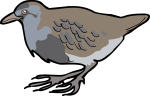 Dot  Winged Crake