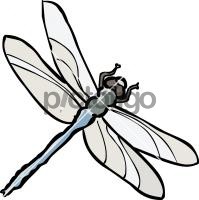 DragonflyFreehand Image