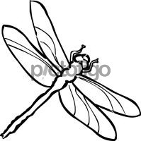 DragonflyFreehand Image