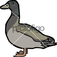 DuckFreehand Image