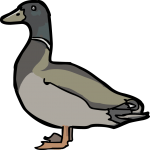 Duck