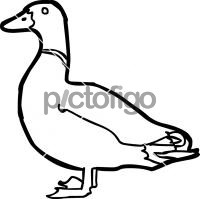 DuckFreehand Image