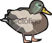 DuckFreehand Image