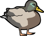 Duck