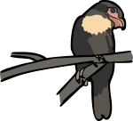 Dusky Broadbill freehand drawings