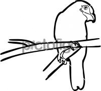 Dusky BroadbillFreehand Image