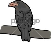 Dusky BroadbillFreehand Image