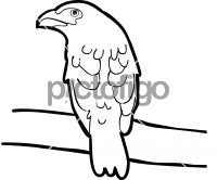 Dusky BroadbillFreehand Image