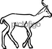 GazelleFreehand Image