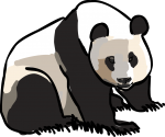 Giant Panda freehand drawings