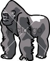 Gorilla