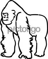 GorillaFreehand Image