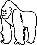 Gorilla