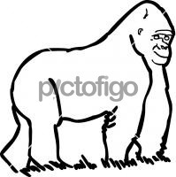 GorillaFreehand Image