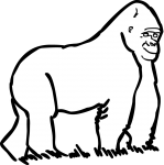 Gorilla