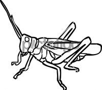 GrasshopperFreehand Image