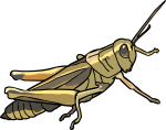 Grasshopper