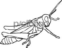 GrasshopperFreehand Image