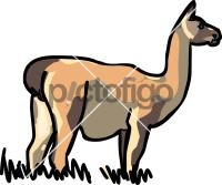 Guanaco