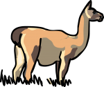 Guanaco