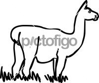 Guanaco