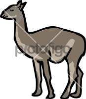 Guanaco