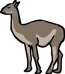 Guanaco