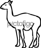 Guanaco